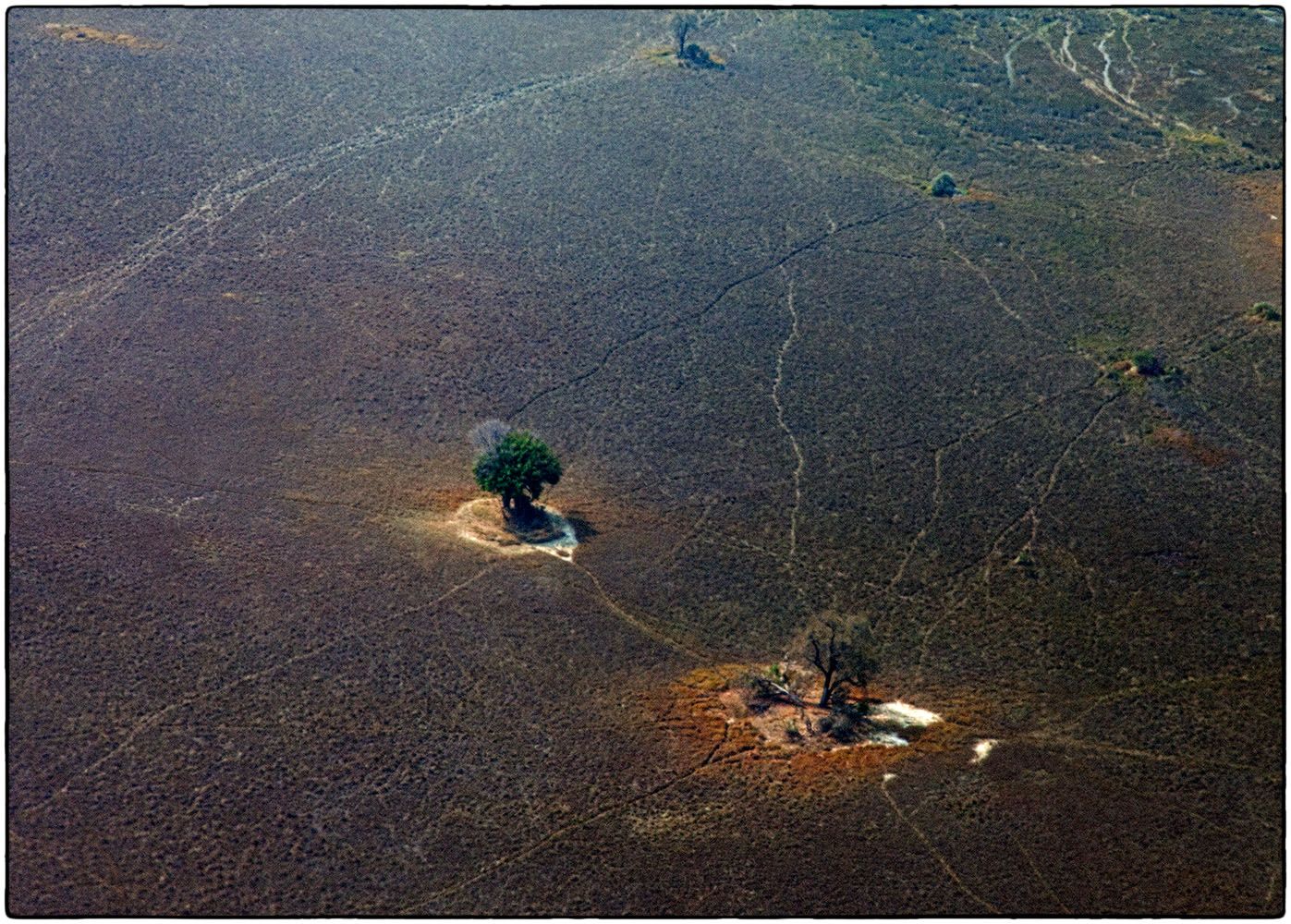 Delta de l'Okavango - Photographie Alain Besnard