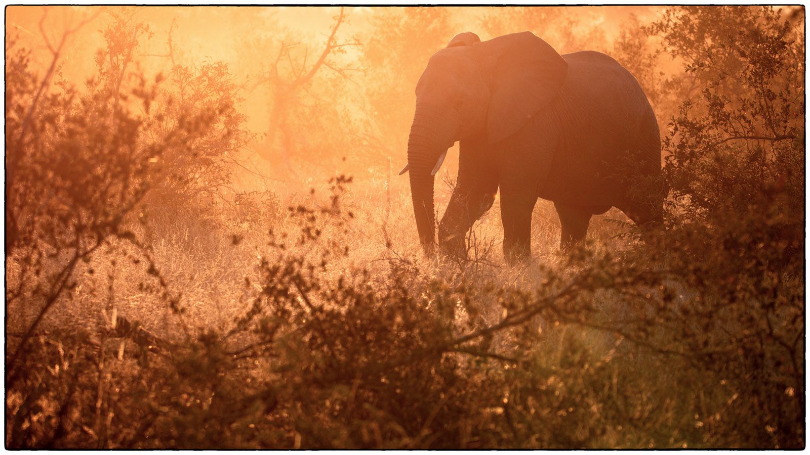 Eléphant dans la lumière orangée - Photo Alain Besnard