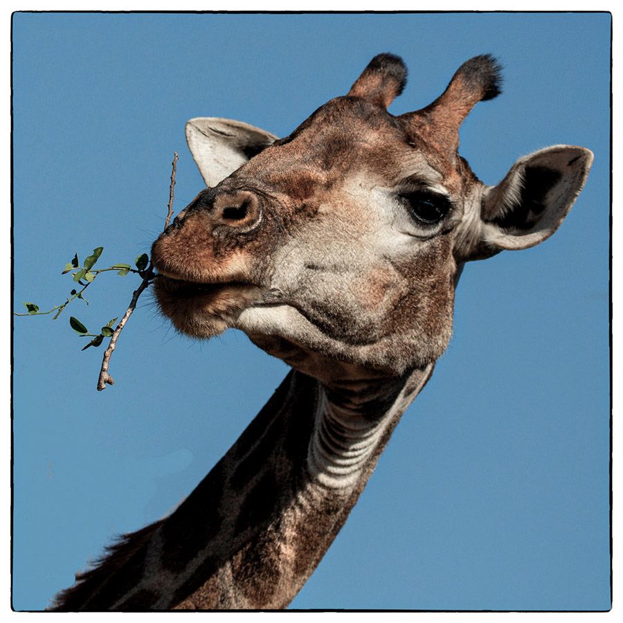 Girafe - Photo Alain Besnard