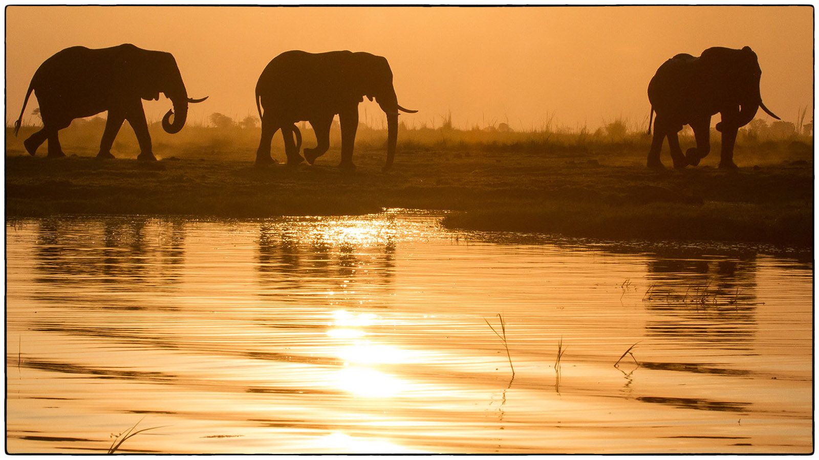 Éléphants à la tombée du jour - Photo Alain Besnard