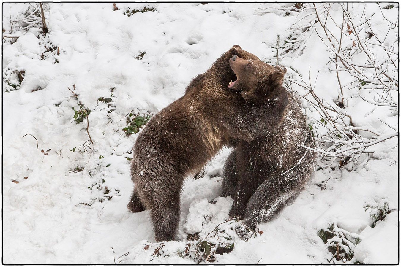 Jeu d'ours - Photo Alain Besnard