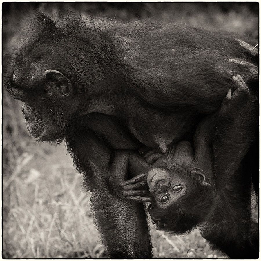 Maman Bonobo - Photo Alain Besnard