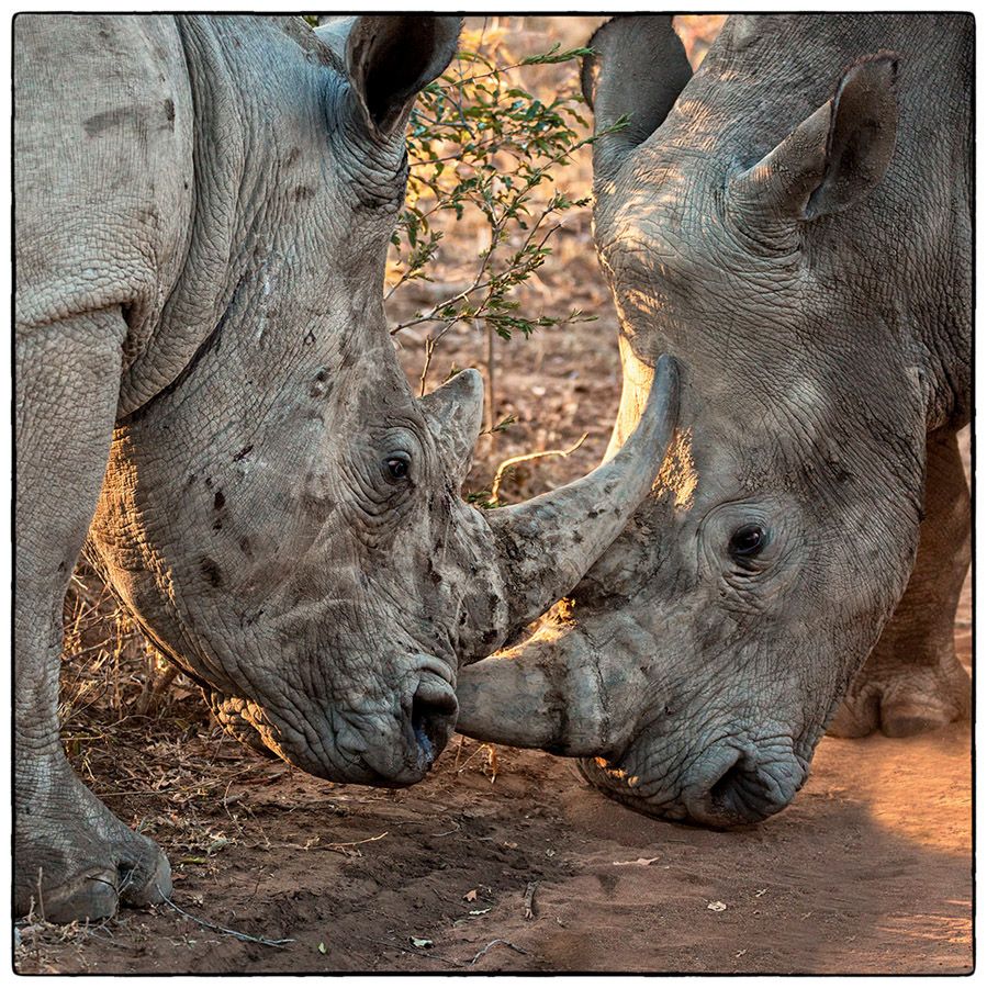 Combat de rhinos blancs - Photo Alain Besnard
