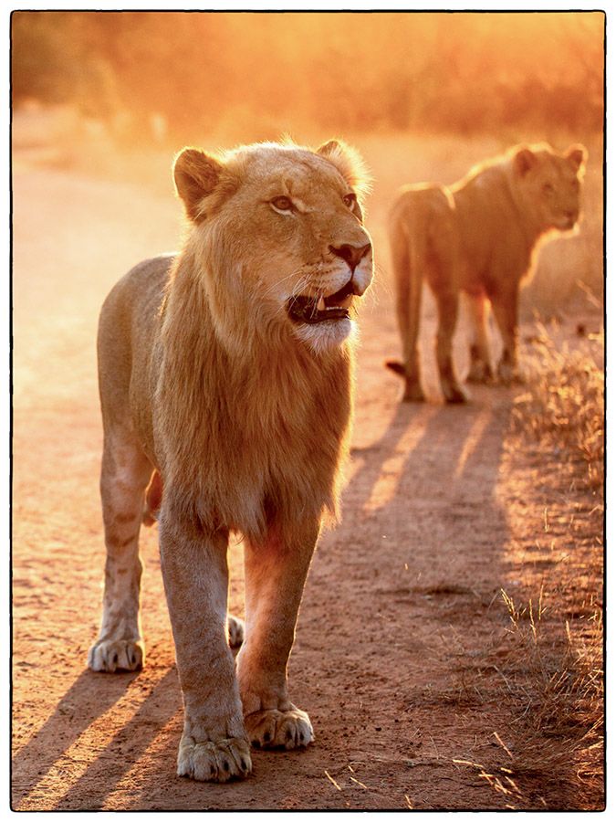 Jeunes lions en fin de journée - Photo Alain Besnard