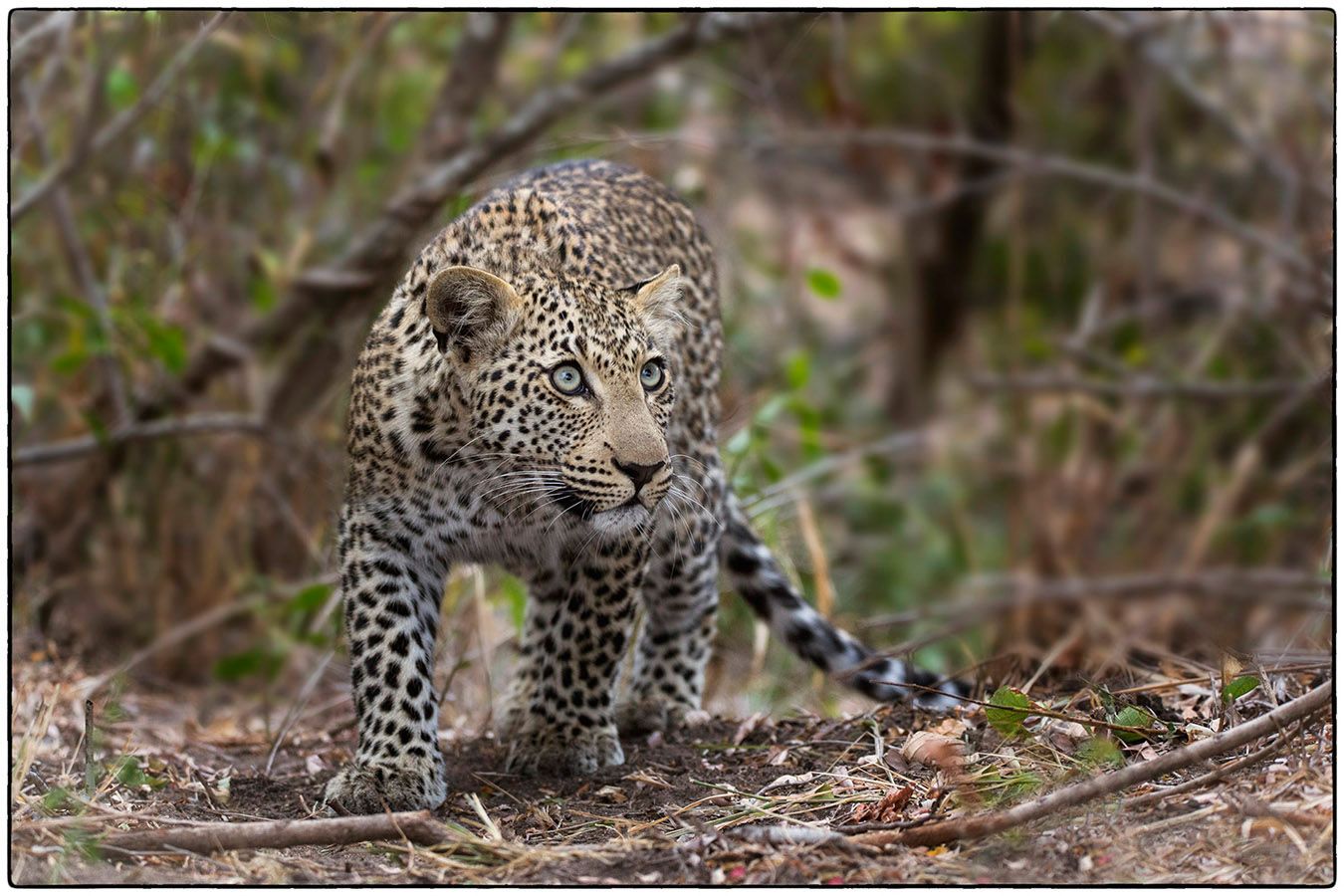Jeune léopard - Photo Alain Besnard 