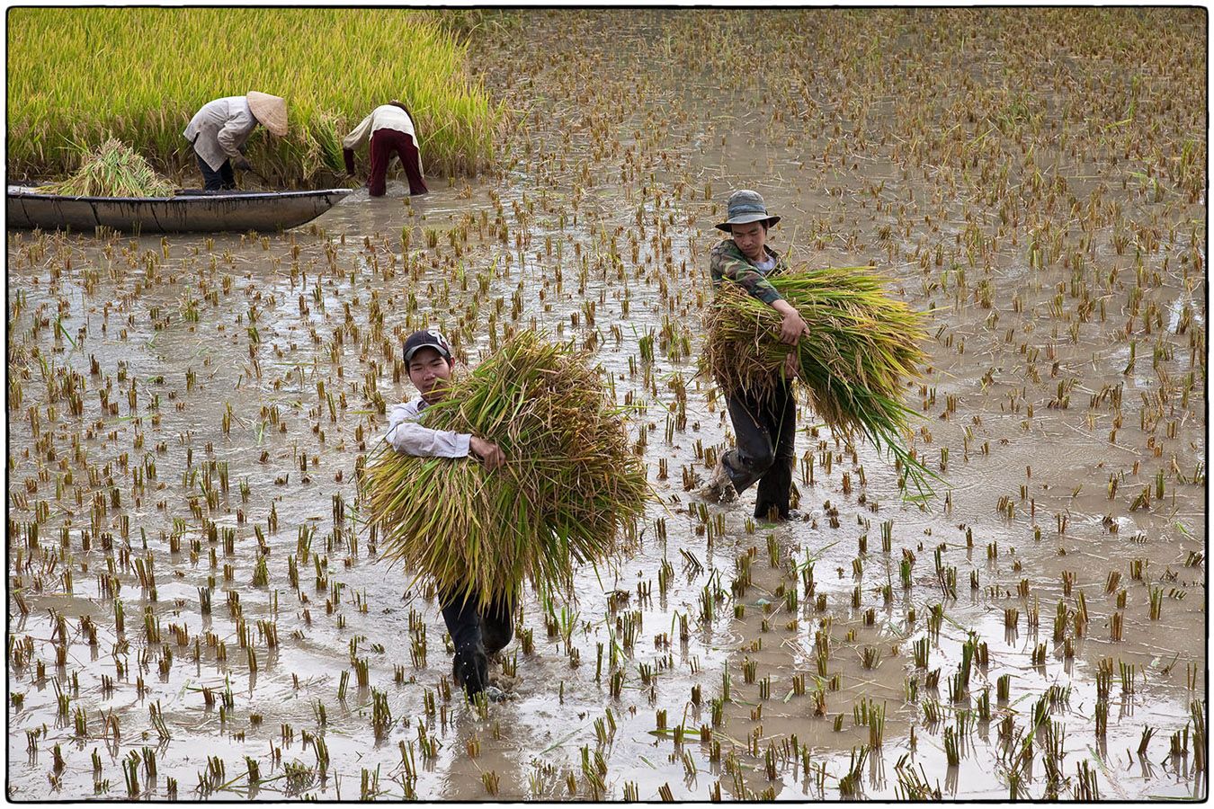 Cueillette du riz -  Photo Alain Besnard