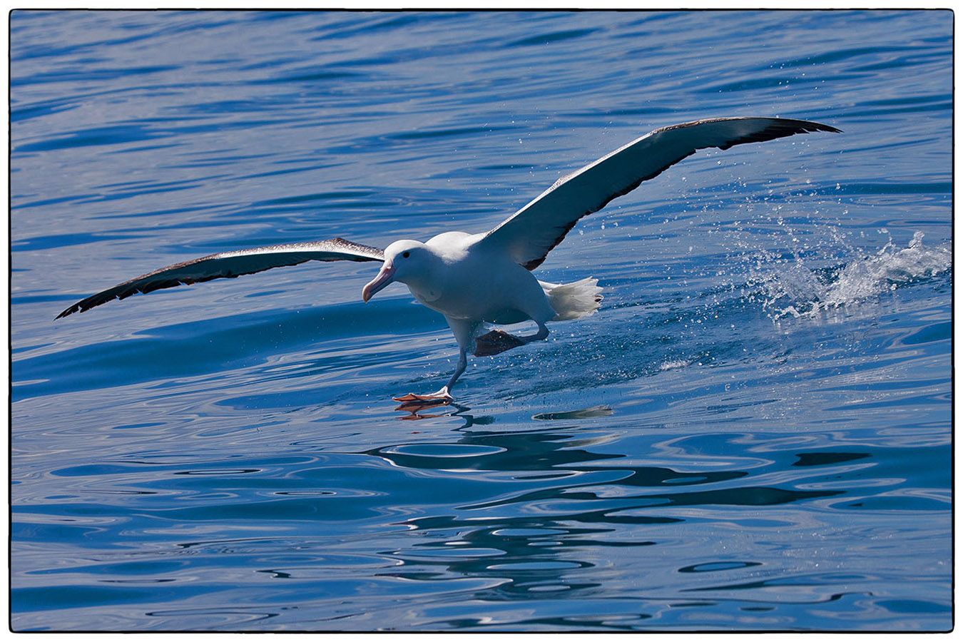 Décollage d'albatros - Photo Alain Besnard